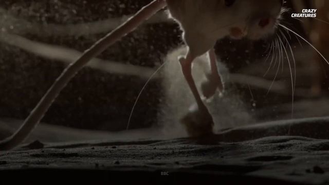 Jerboas: How This Furry T-Rex Survives the Desert смотреть онлайн