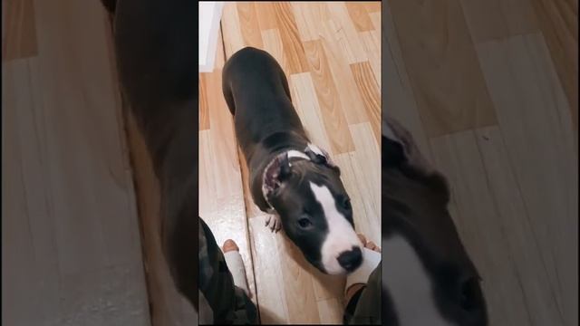 Амстафф Локи 3 месяца | Смотрите, Что За Видео Откопал | Стаффорд | Amstaff | Staffy смотреть онлайн