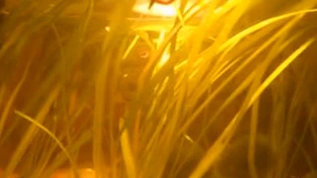 Axolotl № 2 (axolotl Salamander)