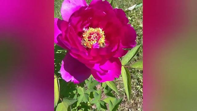 5 июня Всемирный день окружающей среды. June 5, World Environment Day. смотреть онлайн