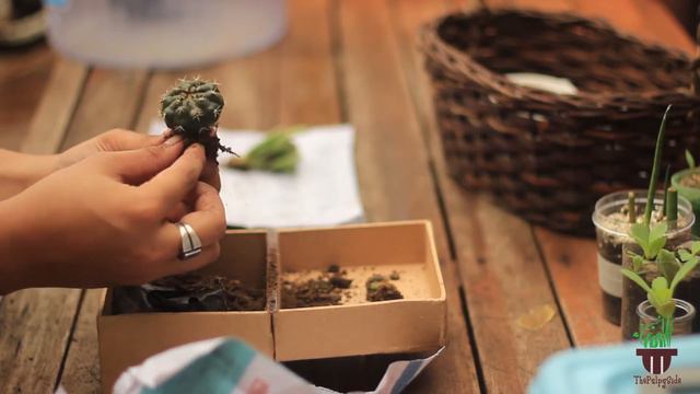 How to Repot a cactus from the garden shop | FAFAMERR смотреть онлайн