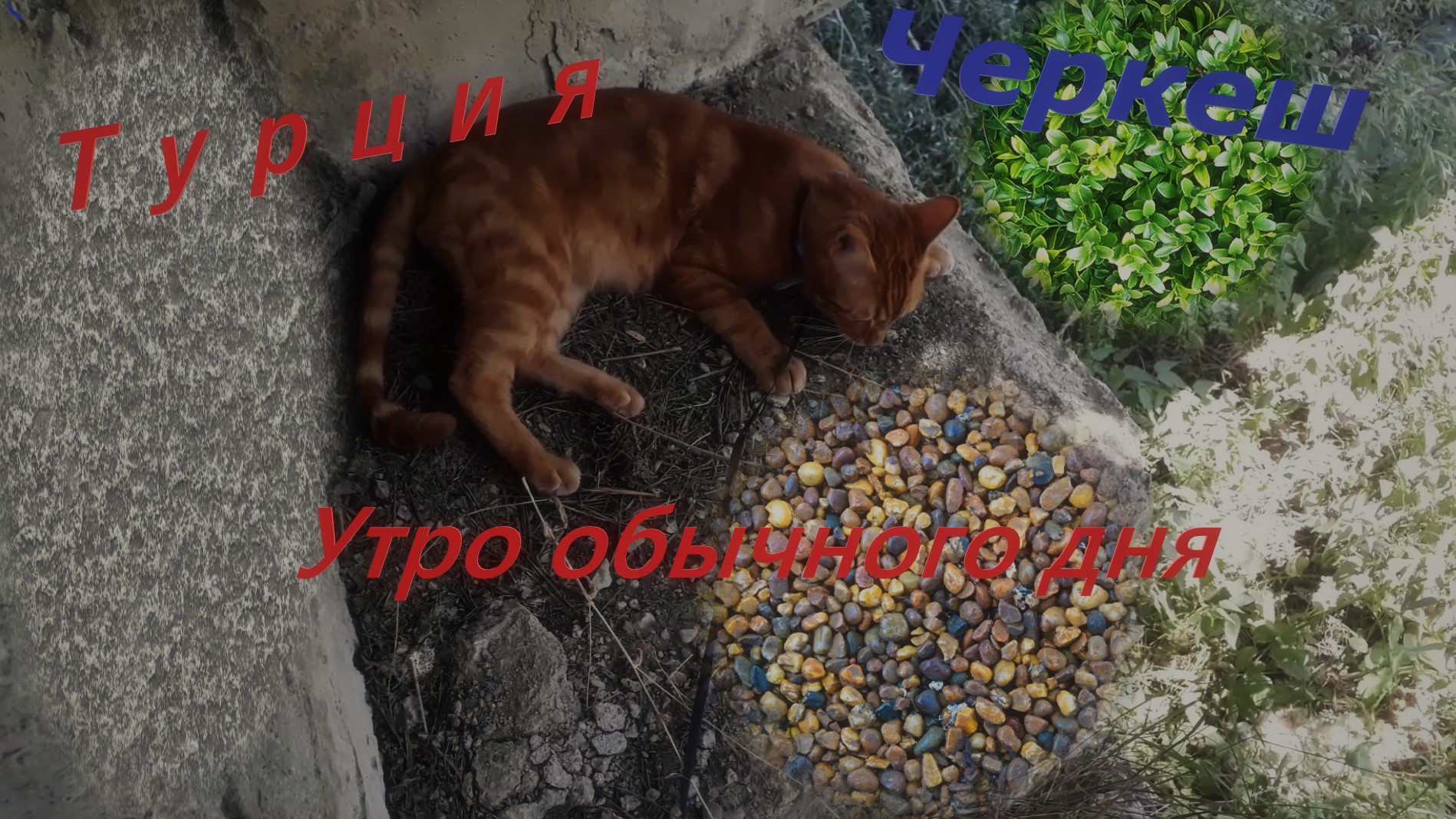 Турция/ Черкеш/ Утро обычного дня. Кот на передержку.