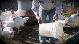 Выращивание индюков в домашних условиях для начинающих