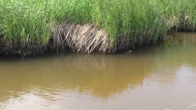 Наблюдение одинокий утёнок смотреть онлайн