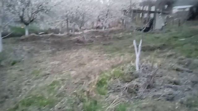 Как спасти цветущий сад от морозов смотреть онлайн