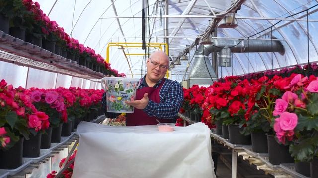 Уход за цикламеном дома смотреть онлайн