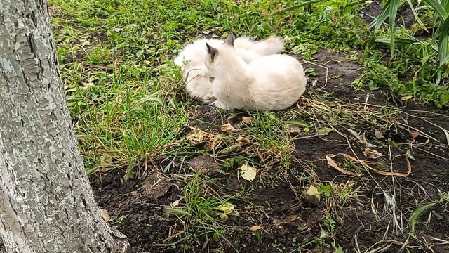 Своя свежая картошка на обед😋 Пасем гусей😍🦢😻 Черешня спеет🍒 Дом на Кубани🏡 смотреть онлайн