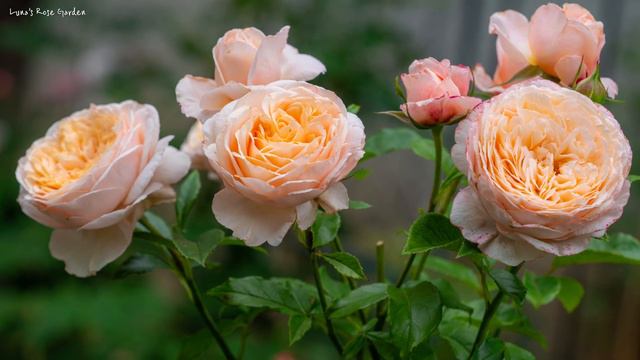 [Delbard Rose] Domaine de Chantilly Rose 2023.6.7. смотреть онлайн