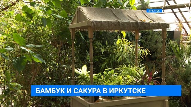 БАМБУК И САКУРА В ИРКУТСКЕ смотреть онлайн