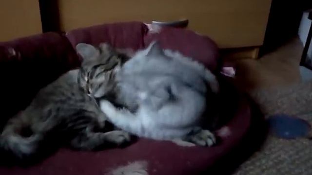 Залижет до смерти :) смотреть онлайн