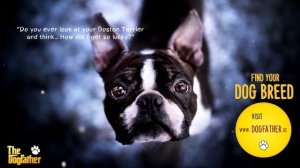 Relaxing music for Boston Terrier ~ Music For Dogs to Sleep [TESTED]
