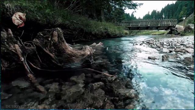 Звуки Природы. Спокойная река ✦ Пение Птиц ✦ Birdsong смотреть онлайн