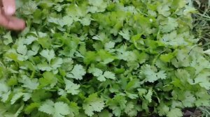 Процесс подготовки Зелени на рынок в домашних условиях. Продажа зелени.