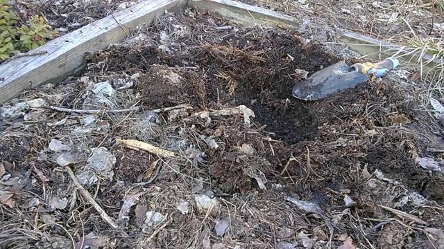 Посадка голубики. Сорт Полярис смотреть онлайн