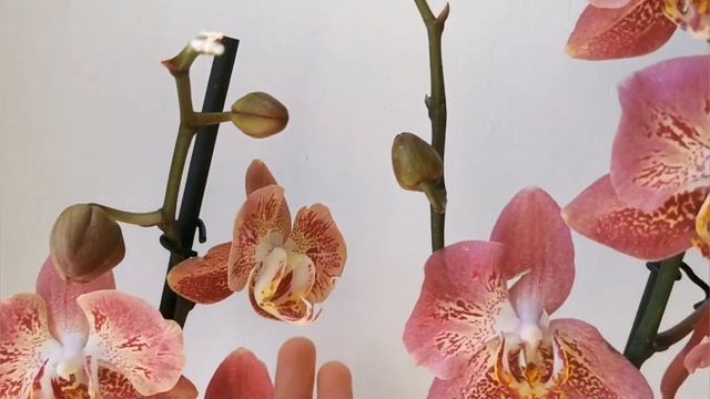 Phal. Leco Fantastic с мутацией рисунка (фаленопсис Леко Фантистик Leko). смотреть онлайн