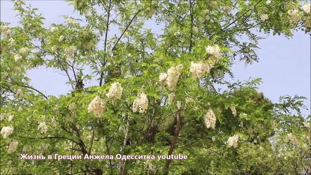 Весна в Греции Красота природы смотреть онлайн