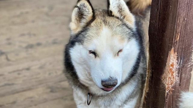 Кто спасает хаски и развивает ездовое собаководство? // «РузскаяАляска» // Сети Добра смотреть онлайн