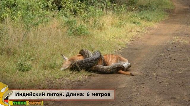 Самые длинные существа, известные науке! смотреть онлайн