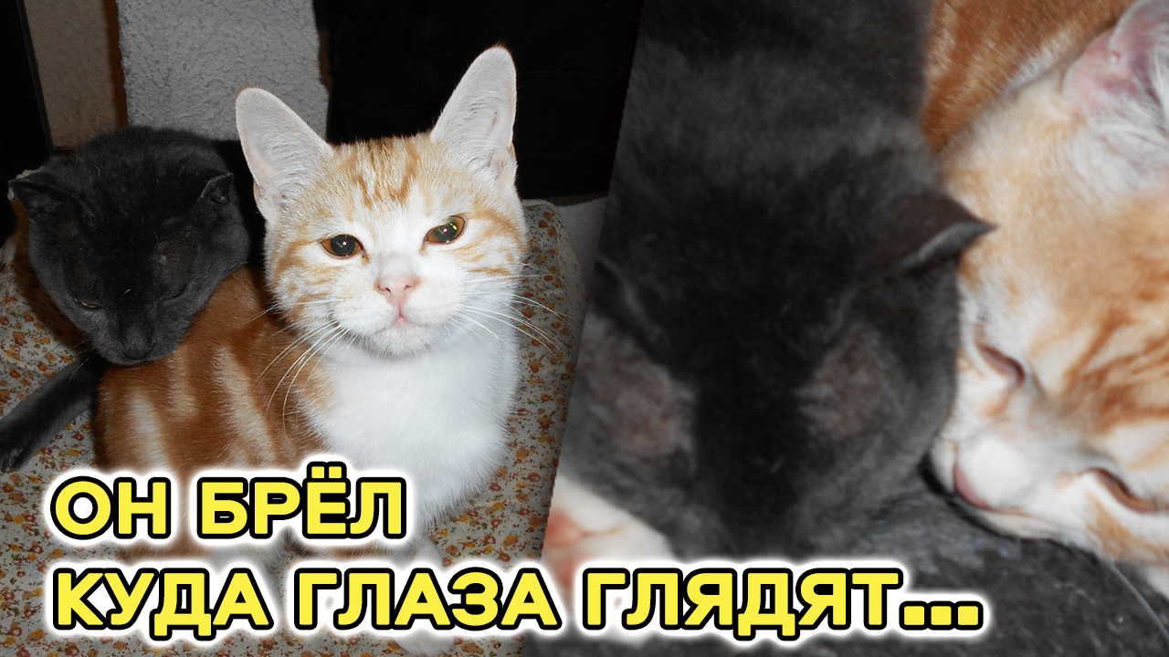 Голодного блохастого котёнка все гнали прочь, и он брёл, куда глаза глядят… смотреть онлайн