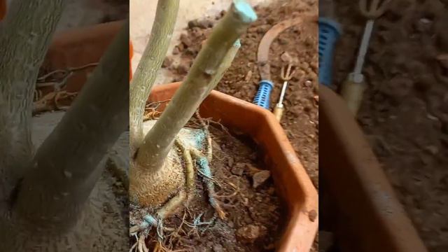 Gorgeous Adenium obesum Bonsai with radial roots. смотреть онлайн