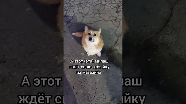 Пользуясь случаем, срочно передаём привет тем, кто ещё без привета! смотреть онлайн