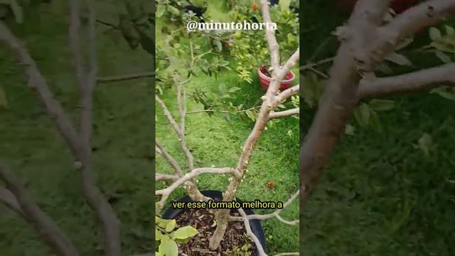 TENHA + JABOTICABA. смотреть онлайн