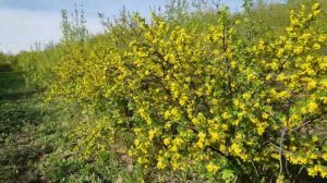 Смородина золотистая в период цветения, агротехника, достоинства культуры