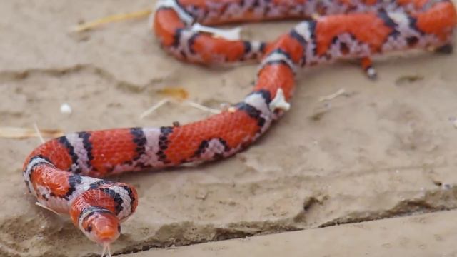 10 Terrifyingly Beautiful Snakes In The World смотреть онлайн