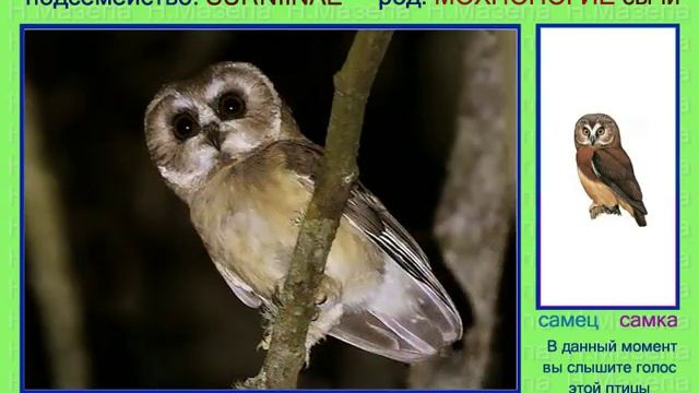 Сыч. Голоса птиц смотреть онлайн