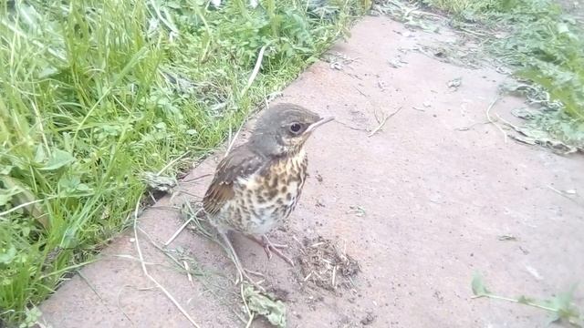 Дрозд-рябинник, птенец желторотик, вылетел из гнезда. Съемка телефоном Dexp Ixon смотреть онлайн