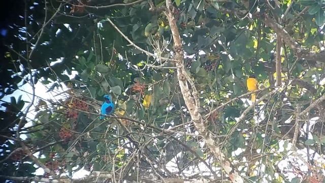 Turquoise Cotinga (Cotinga Ridgwayi) And Baltimore Oriole (Icterus Galbula)