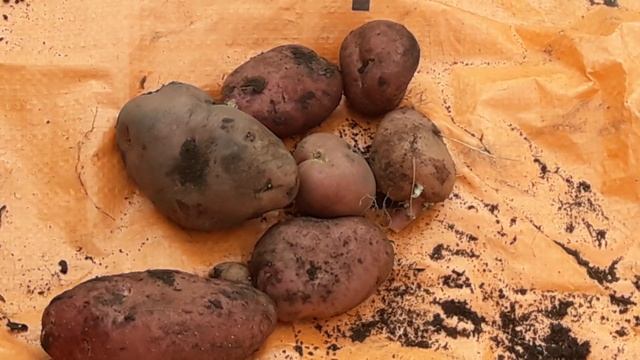 Мой антирезультат по картофелю сорта Уника в мешке смотреть онлайн