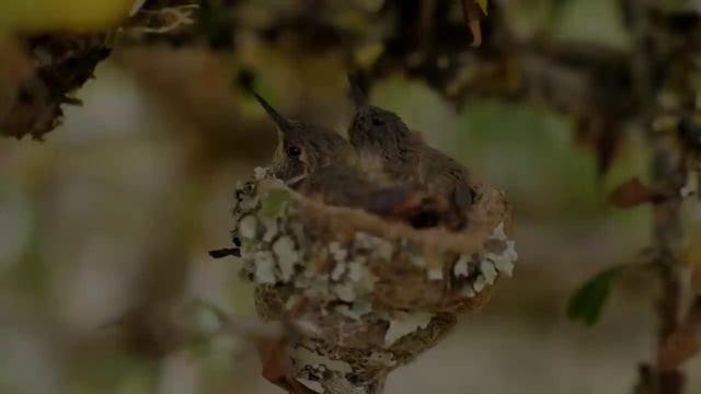 Chirping Melody #35 | Relaxing Piano Music and Forest Bird Sounds 2 смотреть онлайн