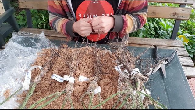 Обзор саженцев роз из питомника VIP-сад, август 2021 | Посадка розы в грязь смотреть онлайн