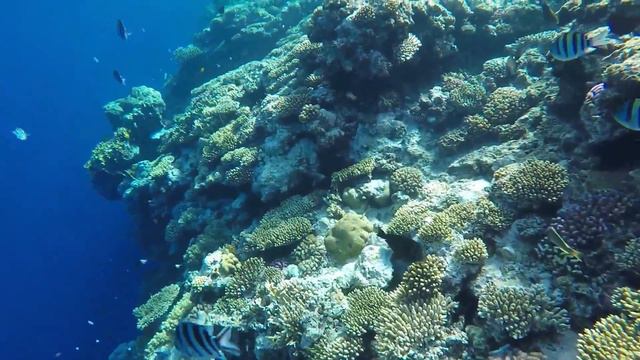 Rehana Reef/Риф отеля Рехана