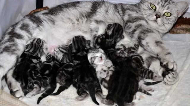 Шотландская вислоухая кошка: уход и кормление в домашних условиях смотреть онлайн