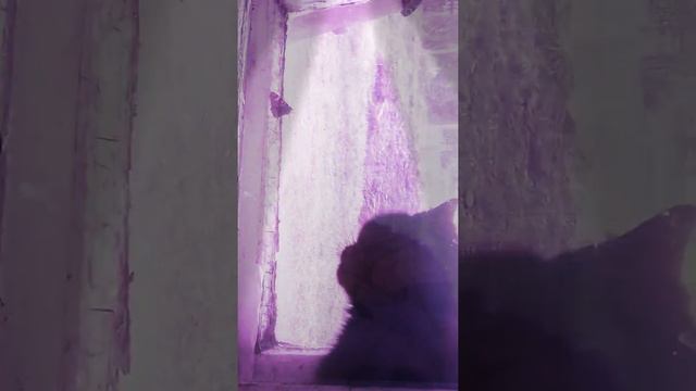 Кошка Ночка ловит бабочек в окне.(+ссылка) смотреть онлайн