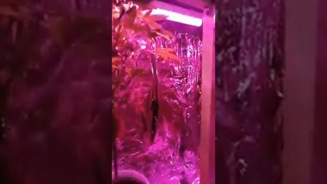 Отец и гроубокс смотреть онлайн