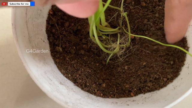 How to propagate Pennywort plant/ Tips to grow pennywort bushy in 10 days/ Pennywort care Malayalam смотреть онлайн