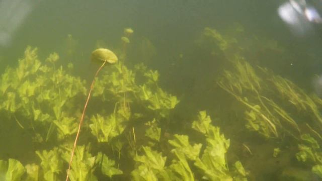 Литва, Аукштайтский национальный парк, Палуше (Paluse) смотреть онлайн