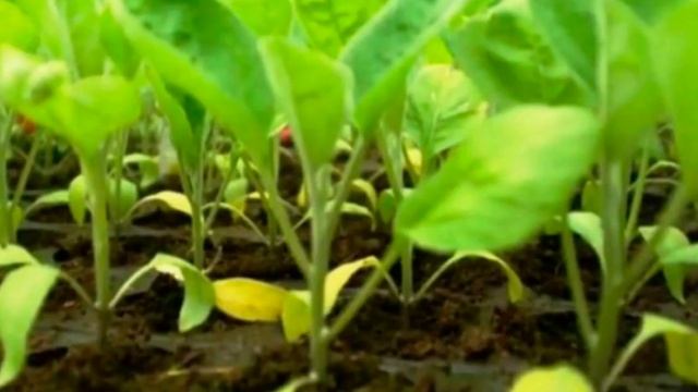 Если рассада перцев желтеет и  сбрасывает листья устраните причины.