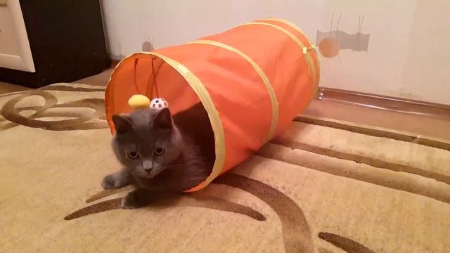 Игровой тоннель для котов смотреть онлайн