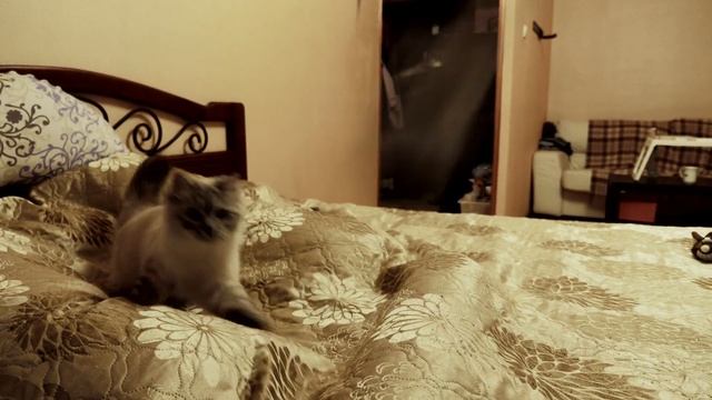Funny cat ? Neva Masquerade. Siberian cat. Смешная кошка Порода Невская маскарадная Сибирская кошка смотреть онлайн