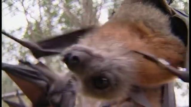 Летучие лисицы Австралии (Гигантские летучие мыши)