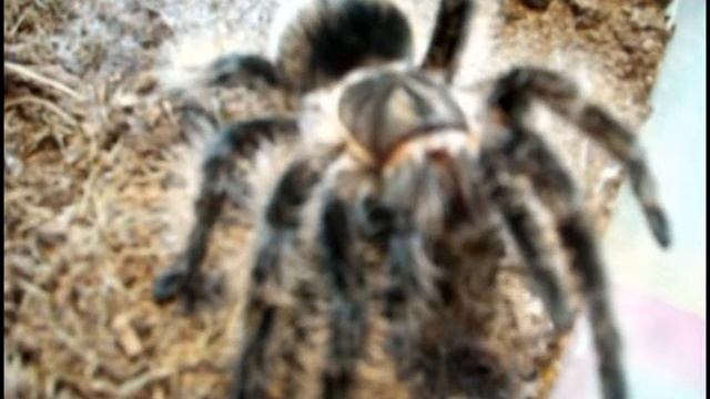 Как пауки кушают и... . How to eat spiders and ....avi смотреть онлайн