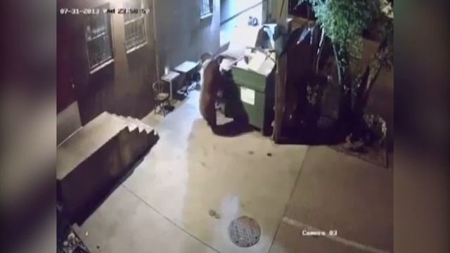 Мишка-воришка украл мусорный бак! смотреть онлайн