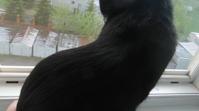 Кошачья жизнь. Игрушки из собственной шерсти. Это я про кота. смотреть онлайн