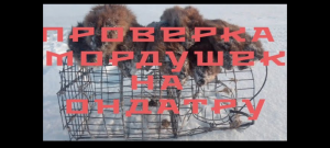 Охота на ондатру в зимний период, ставим и проверяем мордушки..