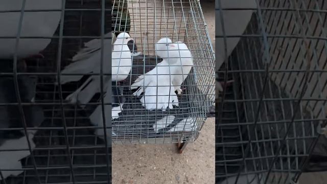 Птичий рынок г. Истра) Маленькая экскурсия) Голуби разных пород ! смотреть онлайн