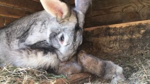 Случка кроликов. Безумный оргазм самца.Брачные игры кроликов. Когда случать кроликов . Самка в охот